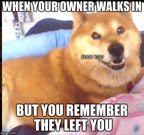 Doggo is Maddo | WHEN YOUR OWNER WALKS IN; FUCK YOU; BUT YOU REMEMBER THEY LEFT YOU | image tagged in doggo,doggos,human,fuck you,cute puppies,dog memes | made w/ Imgflip meme maker