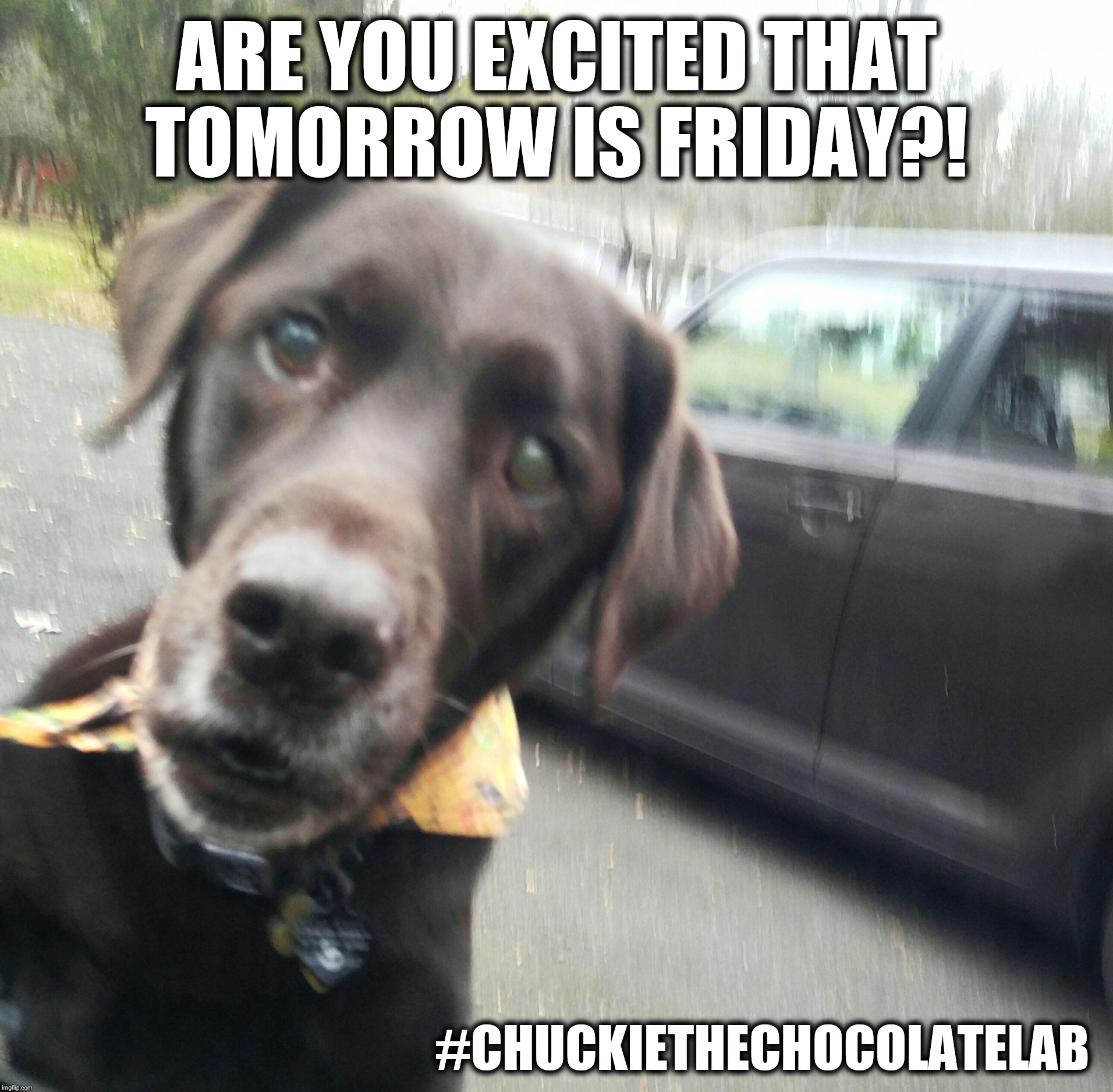 Tomorrow is Friday  | ARE YOU EXCITED THAT TOMORROW IS FRIDAY?! #CHUCKIETHECHOCOLATELAB | image tagged in chuckie the chocolate lab teamchuckie,friday,memes,dogs,cute,pets | made w/ Imgflip meme maker