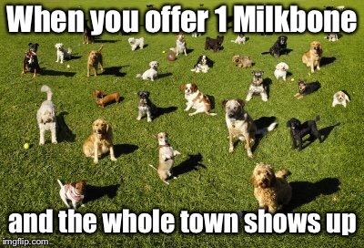 Someone’s getting their ass chewed | When you offer 1 Milkbone; and the whole town shows up | image tagged in memes,dogs,milkbone,left out,angry dogs,funny memes | made w/ Imgflip meme maker