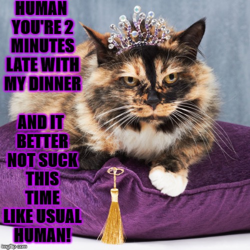 HUMAN YOU'RE 2 MINUTES LATE WITH MY DINNER; AND IT BETTER NOT SUCK THIS TIME LIKE USUAL HUMAN! | image tagged in royal prick | made w/ Imgflip meme maker
