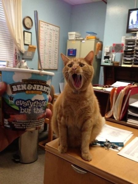 High Quality CAT NIP ICECREAM Blank Meme Template