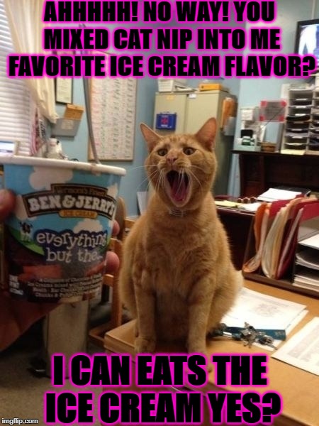 CAT NIP ICECREAM | AHHHHH! NO WAY! YOU MIXED CAT NIP INTO ME FAVORITE ICE CREAM FLAVOR? I CAN EATS THE ICE CREAM YES? | image tagged in cat nip icecream | made w/ Imgflip meme maker