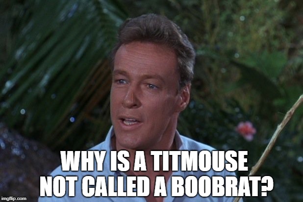 Answer me this then. | WHY IS A TITMOUSE NOT CALLED A BOOBRAT? | image tagged in professor from gilligans island,you,dont,know,the mouse is not a rat,funny gilligan meme | made w/ Imgflip meme maker