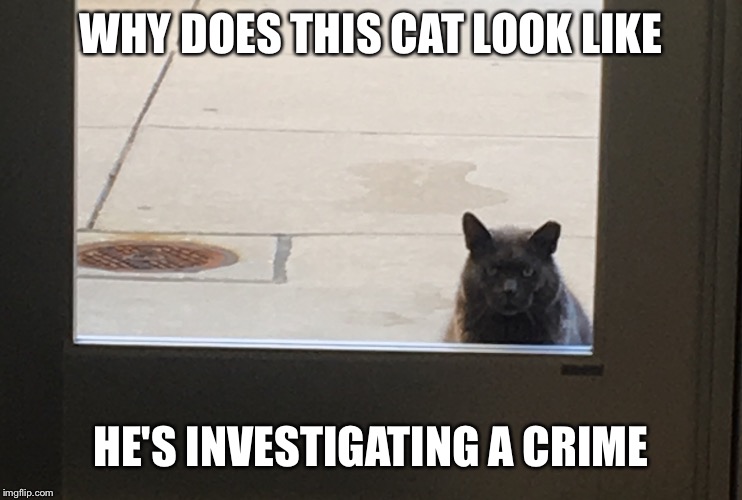 Looking for clues | WHY DOES THIS CAT LOOK LIKE; HE'S INVESTIGATING A CRIME | image tagged in memes,funny memes,cats,investigation,cat | made w/ Imgflip meme maker