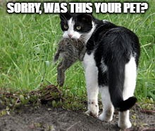 Cat Apology | SORRY, WAS THIS YOUR PET? | image tagged in cats | made w/ Imgflip meme maker