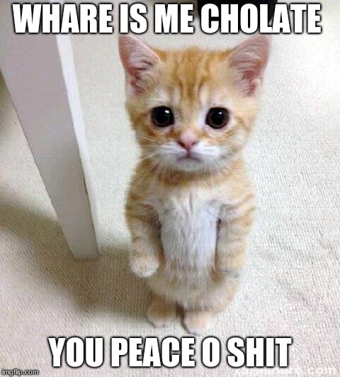 Cute Cat | WHARE IS ME CHOLATE; YOU PEACE O SHIT | image tagged in memes,cute cat | made w/ Imgflip meme maker