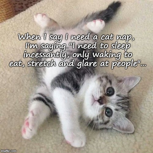 I need a "cat nap"... | When I say I need a cat nap, I'm saying "I need to sleep incessantly, only waking to eat, stretch and glare at people"... | image tagged in eat,sleep,stretch,glare,cat,kitten | made w/ Imgflip meme maker