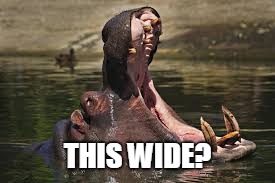 hippo | THIS WIDE? | image tagged in hippo | made w/ Imgflip meme maker