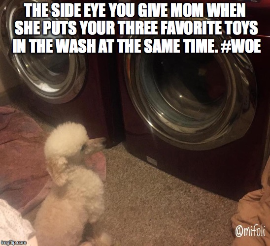 THE SIDE EYE YOU GIVE MOM WHEN SHE PUTS YOUR THREE FAVORITE TOYS IN THE WASH AT THE SAME TIME. #WOE | image tagged in dog toys get washed | made w/ Imgflip meme maker