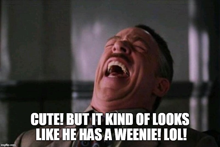 laughing hard | CUTE! BUT IT KIND OF LOOKS LIKE HE HAS A WEENIE! LOL! | image tagged in laughing hard | made w/ Imgflip meme maker