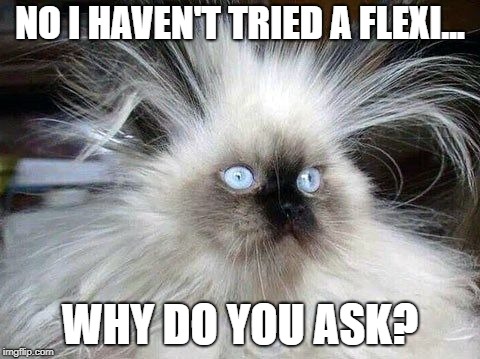 Crazy Hair Cat Imgflip