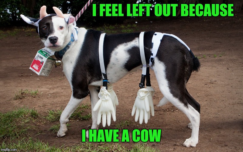 I FEEL LEFT OUT BECAUSE I HAVE A COW | made w/ Imgflip meme maker