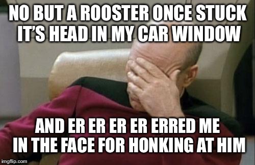Captain Picard Facepalm Meme | NO BUT A ROOSTER ONCE STUCK IT’S HEAD IN MY CAR WINDOW AND ER ER ER ER ERRED ME IN THE FACE FOR HONKING AT HIM | image tagged in memes,captain picard facepalm | made w/ Imgflip meme maker