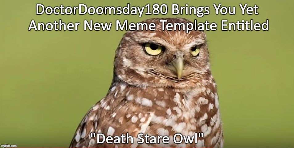 Death Stare Owl | DoctorDoomsday180 Brings You Yet Another New Meme Template Entitled; "Death Stare Owl" | image tagged in death stare owl,memes,doctordoomsday180,new meme,meme template,new meme template | made w/ Imgflip meme maker