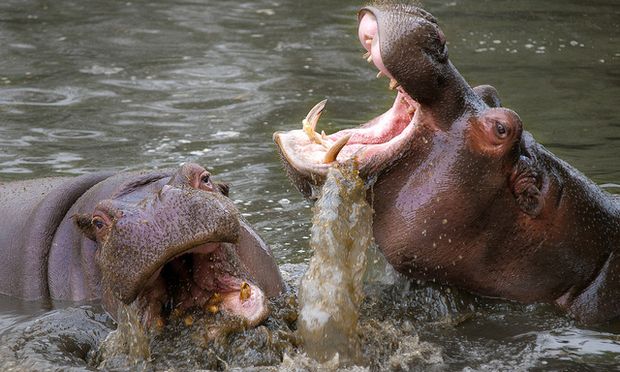 Hippos laughing Blank Meme Template