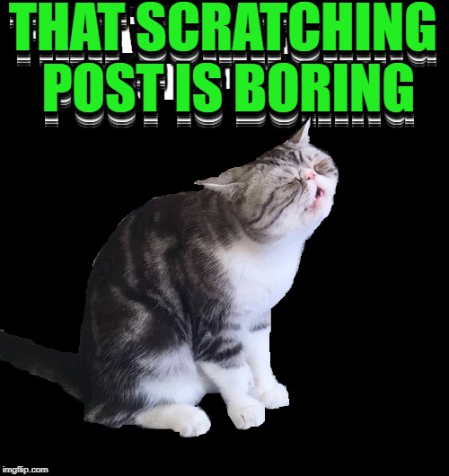 THAT SCRATCHING POST IS BORING | made w/ Imgflip meme maker
