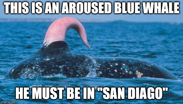 Upvote Only If You "Get It"! San Diego Is Spelled Wrong On Purpose. Don't GiveItAway In The Comments! Meme "Hints" Allowed! | THIS IS AN AROUSED BLUE WHALE; HE MUST BE IN "SAN DIAGO" | image tagged in blue whale,penis,aroused,what's the reference,the i get it game,got it | made w/ Imgflip meme maker