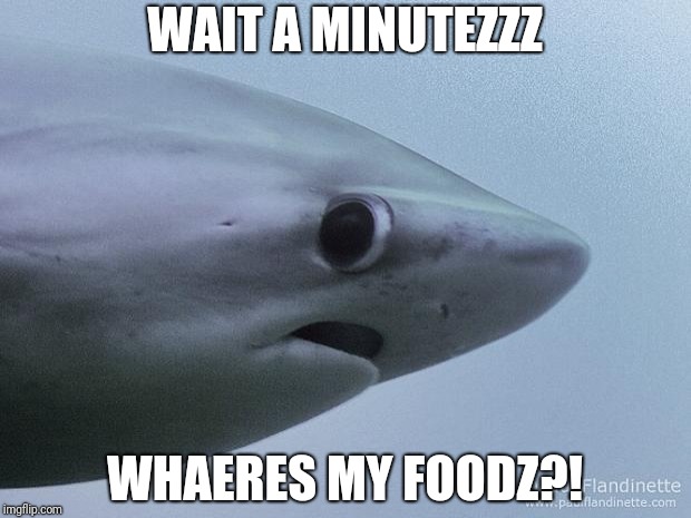 Awkward Shark | WAIT A MINUTEZZZ; WHAERES MY FOODZ?! | image tagged in awkward shark | made w/ Imgflip meme maker