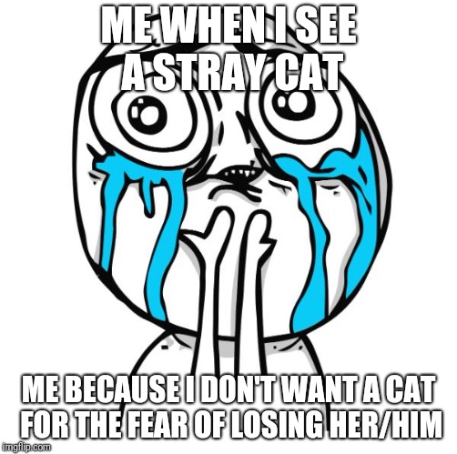 cuteness overload rage face | ME WHEN I SEE A STRAY CAT; ME BECAUSE I DON'T WANT A CAT FOR THE FEAR OF LOSING HER/HIM | image tagged in cuteness overload rage face | made w/ Imgflip meme maker