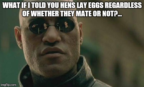 Matrix Morpheus Meme | WHAT IF I TOLD YOU HENS LAY EGGS REGARDLESS OF WHETHER THEY MATE OR NOT?... | image tagged in memes,matrix morpheus | made w/ Imgflip meme maker