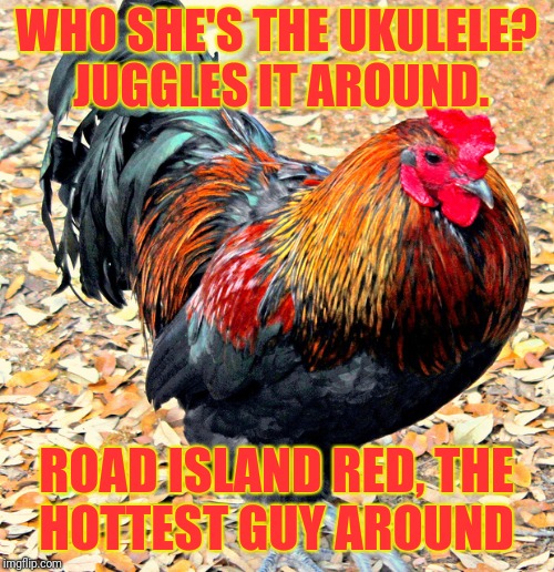 For those of us pushing 50 or more who watched Saturday morning cartoons | WHO SHE'S THE UKULELE? JUGGLES IT AROUND. ROAD ISLAND RED, THE HOTTEST GUY AROUND | image tagged in foghorn leghorn,comics/cartoons | made w/ Imgflip meme maker
