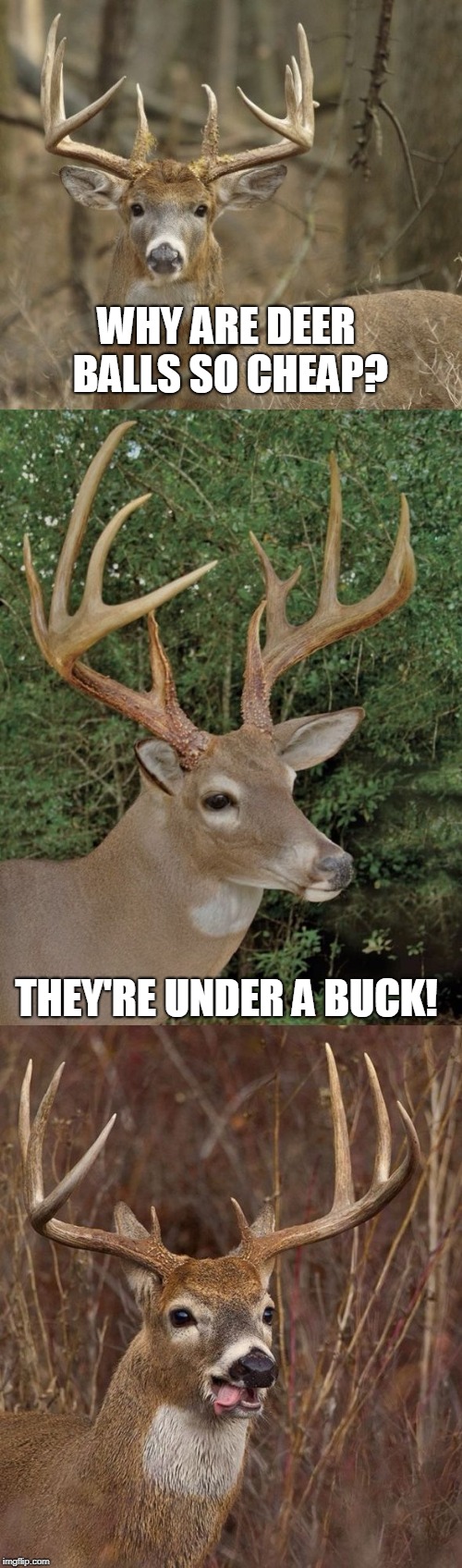 Bad Pun Buck | WHY ARE DEER BALLS SO CHEAP? THEY'RE UNDER A BUCK! | image tagged in bad pun buck,memes,balls,deer,dollar store,cheap | made w/ Imgflip meme maker