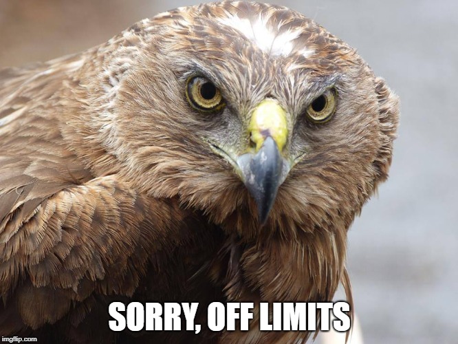 off limits | SORRY, OFF LIMITS | image tagged in hawk | made w/ Imgflip meme maker