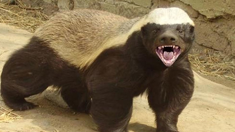 Honey Badger Blank Meme Template