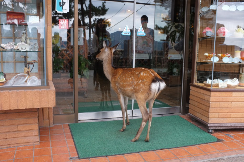 Deer at closed store door Blank Meme Template
