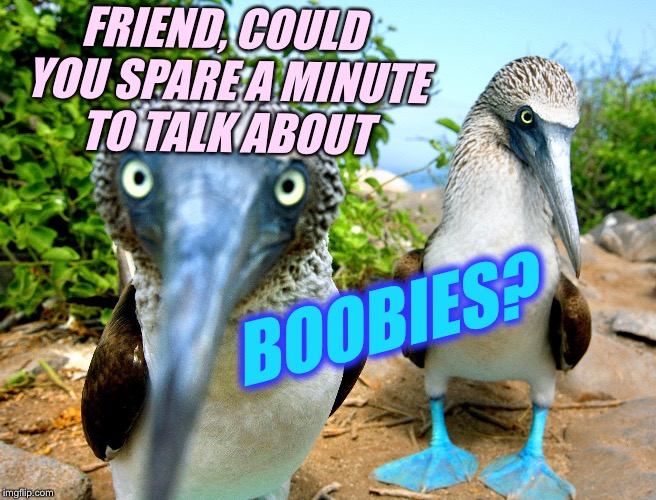 FRIEND, COULD YOU SPARE A MINUTE TO TALK ABOUT; BOOBIES? | image tagged in boobies,birds,nature,national geographic | made w/ Imgflip meme maker