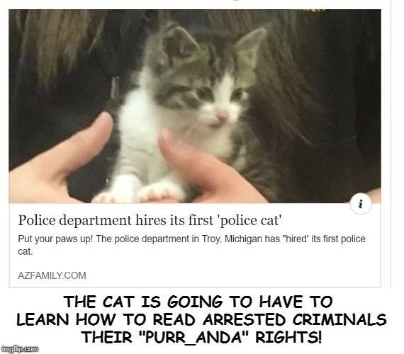 A POLICE AT... TRU DAT! | THE CAT IS GOING TO HAVE TO LEARN HOW TO READ ARRESTED CRIMINALS THEIR "PURR_ANDA" RIGHTS! | image tagged in cats | made w/ Imgflip meme maker