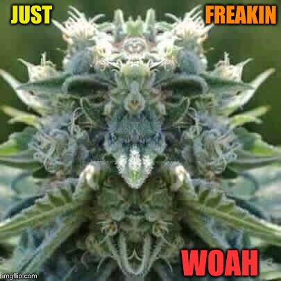 Do you see the llama with the monkey face nose, or is that just me? | FREAKIN; JUST; WOAH | image tagged in freaky,weed,memes,woah | made w/ Imgflip meme maker