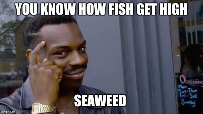 Roll Safe Think About It | YOU KNOW HOW FISH GET HIGH; SEAWEED | image tagged in memes,roll safe think about it | made w/ Imgflip meme maker