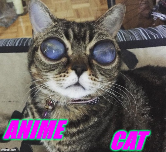 CAT; ANIME | image tagged in spooky | made w/ Imgflip meme maker