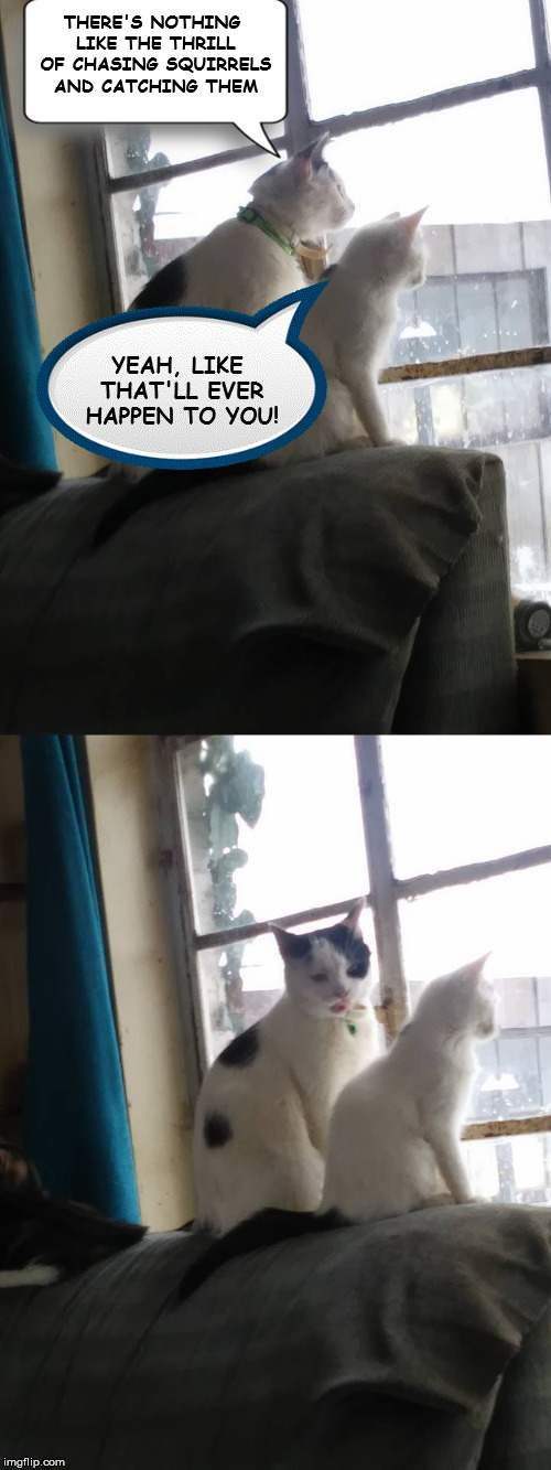 My daughter took a pic of two of her cats. | THERE'S NOTHING LIKE THE THRILL OF CHASING SQUIRRELS AND CATCHING THEM; YEAH, LIKE THAT'LL EVER HAPPEN TO YOU! | image tagged in cats,squirrels,sticking out tongue | made w/ Imgflip meme maker