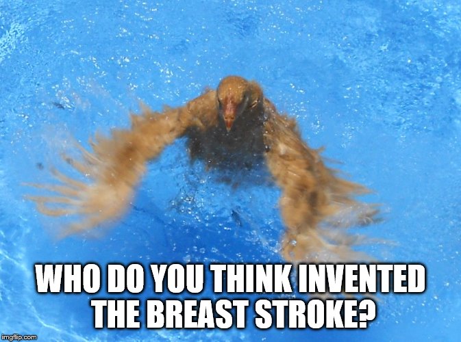 WHO DO YOU THINK INVENTED THE BREAST STROKE? | made w/ Imgflip meme maker