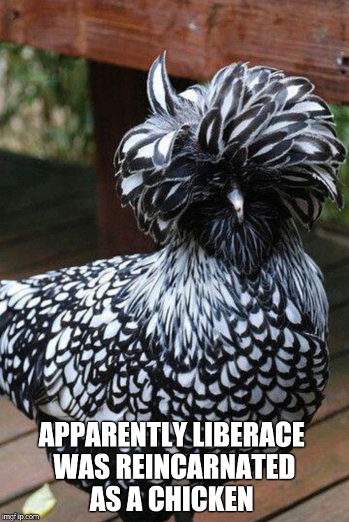 Kids these days won't get the Liberace reference lol. Chicken Week, April 2-8, a JBmemegeek & giveuahint event!   | APPARENTLY LIBERACE WAS REINCARNATED AS A CHICKEN | image tagged in jbmemegeek,giveuahint,chicken week,liberace,memes | made w/ Imgflip meme maker