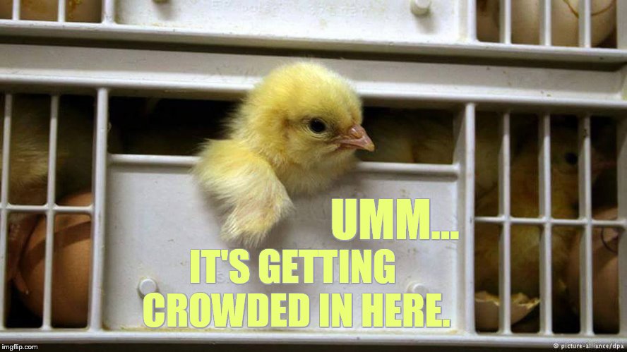 Chicken Week Apr 2-8 (a JBmemegeek and giveuahint event) | UMM... IT'S GETTING CROWDED IN HERE. | image tagged in memes,chicken week,chicks,hanging out,cage,overcrowding | made w/ Imgflip meme maker