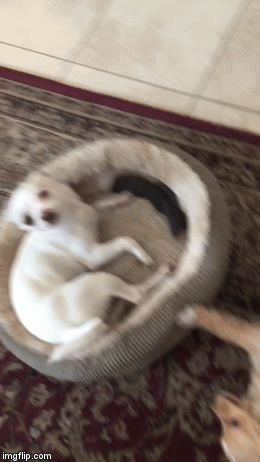 When you find out your best friend is going out with your ex | image tagged in gifs,doge | made w/ Imgflip video-to-gif maker