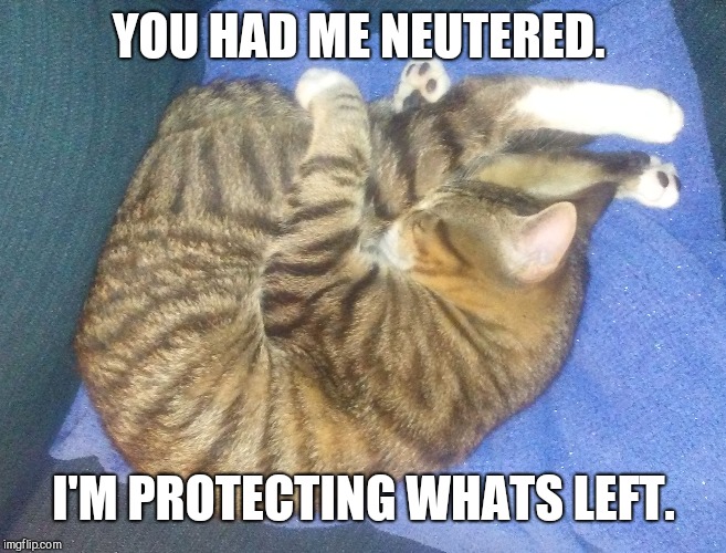 YOU HAD ME NEUTERED. I'M PROTECTING WHATS LEFT. | image tagged in mickey | made w/ Imgflip meme maker