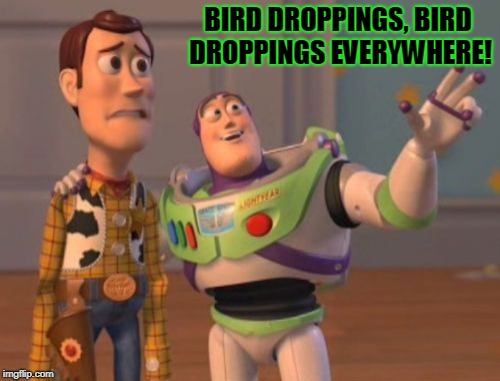 X, X Everywhere Meme | BIRD DROPPINGS, BIRD DROPPINGS EVERYWHERE! | image tagged in memes,x x everywhere | made w/ Imgflip meme maker