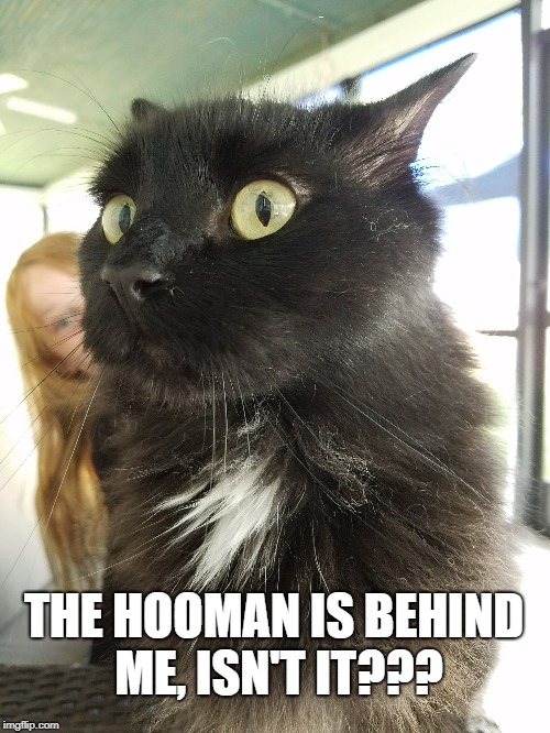 The Hooman is behind me! | THE HOOMAN IS BEHIND ME, ISN'T IT??? | image tagged in cat,cats,funny cats,scaredy cat,slothbob,scared cat | made w/ Imgflip meme maker