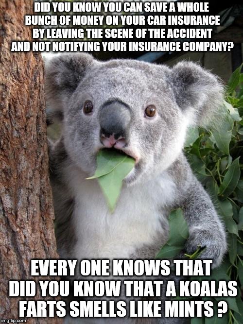 Surprised Koala Meme | DID YOU KNOW YOU CAN SAVE A WHOLE BUNCH OF MONEY ON YOUR CAR INSURANCE BY LEAVING THE SCENE OF THE ACCIDENT AND NOT NOTIFYING YOUR INSURANCE COMPANY? EVERY ONE KNOWS THAT DID YOU KNOW THAT A KOALAS FARTS SMELLS LIKE MINTS ? | image tagged in memes,surprised koala | made w/ Imgflip meme maker