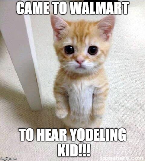 Cute Cat | CAME TO WALMART; TO HEAR YODELING KID!!! | image tagged in memes,cute cat | made w/ Imgflip meme maker