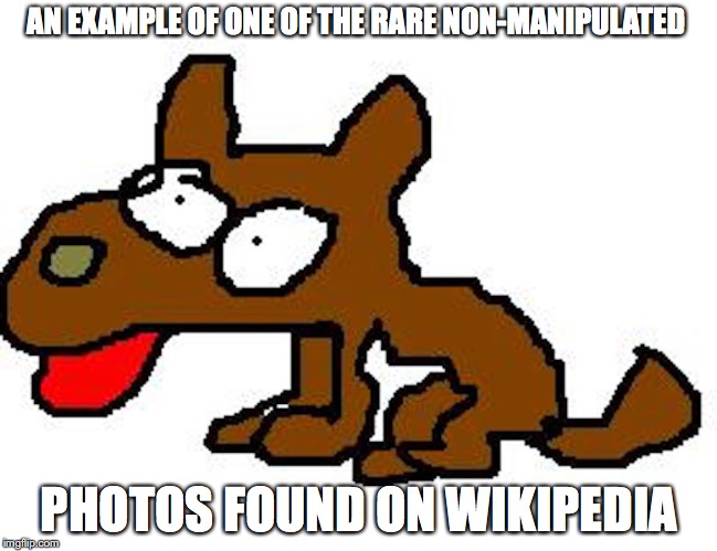 Dog | AN EXAMPLE OF ONE OF THE RARE NON-MANIPULATED; PHOTOS FOUND ON WIKIPEDIA | image tagged in dog,wikipedia,memes | made w/ Imgflip meme maker