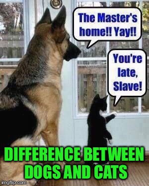 Difference between Dogs and Cats | DIFFERENCE BETWEEN DOGS AND CATS | image tagged in memes,cats,dogs | made w/ Imgflip meme maker