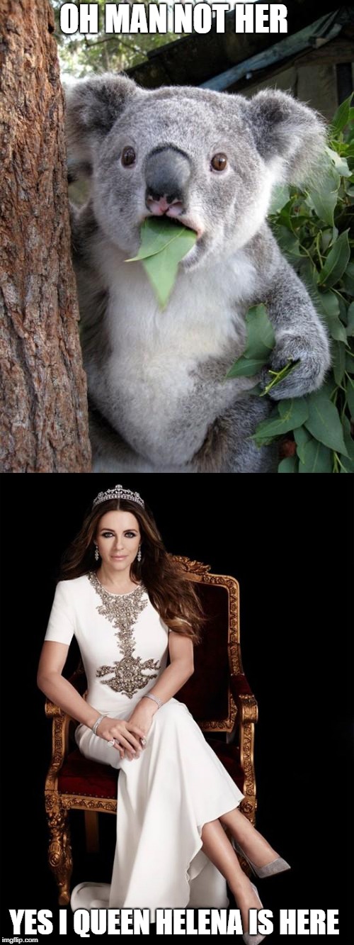 queen Helene  meme week  | OH MAN NOT HER; YES I QUEEN HELENA IS HERE | image tagged in surprised koala,meme week | made w/ Imgflip meme maker