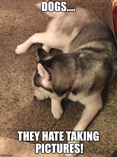 Unphotogenic Dog | DOGS.... THEY HATE TAKING PICTURES! | image tagged in dogs,photography,photogenic | made w/ Imgflip meme maker