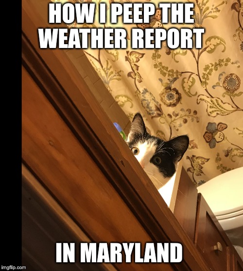 HOW I PEEP THE WEATHER REPORT; IN MARYLAND | image tagged in crazy kitty | made w/ Imgflip meme maker