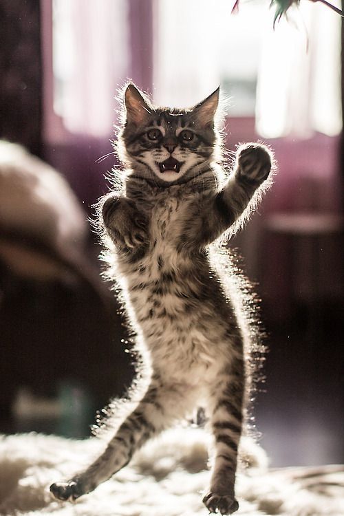 Dancing kitten Blank Meme Template